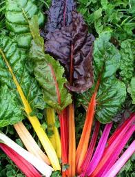 rainbow chard