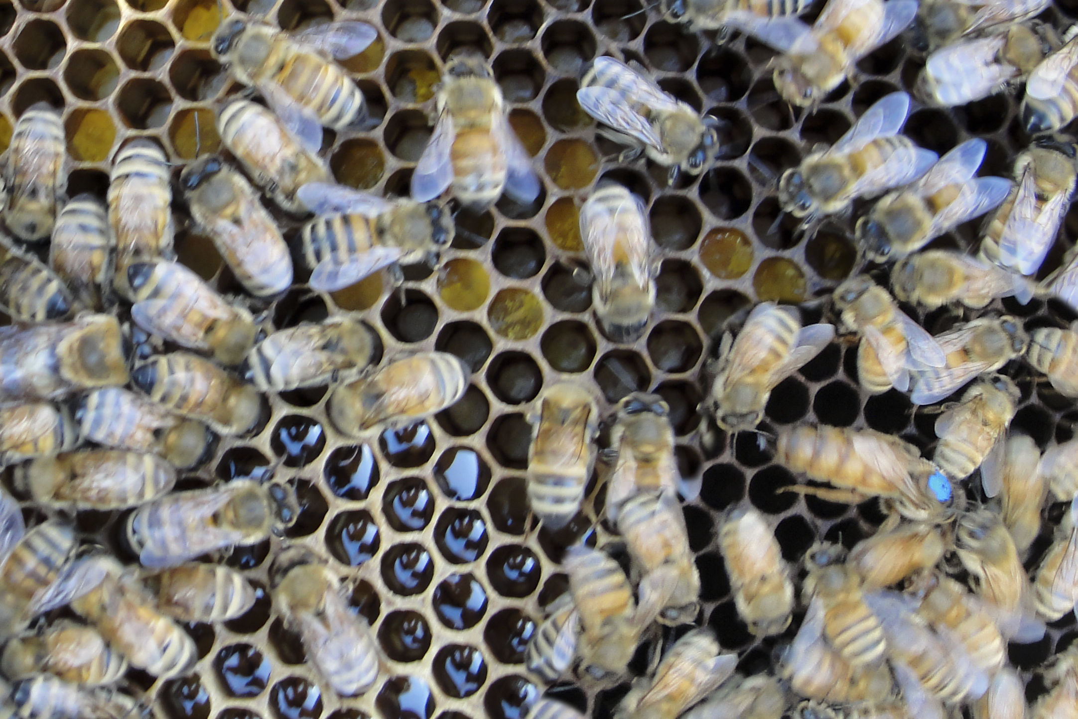 can you spot the Queen bee in this hive