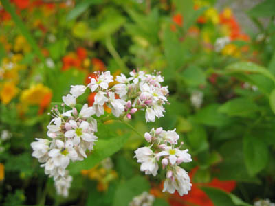 Buckwheat plant