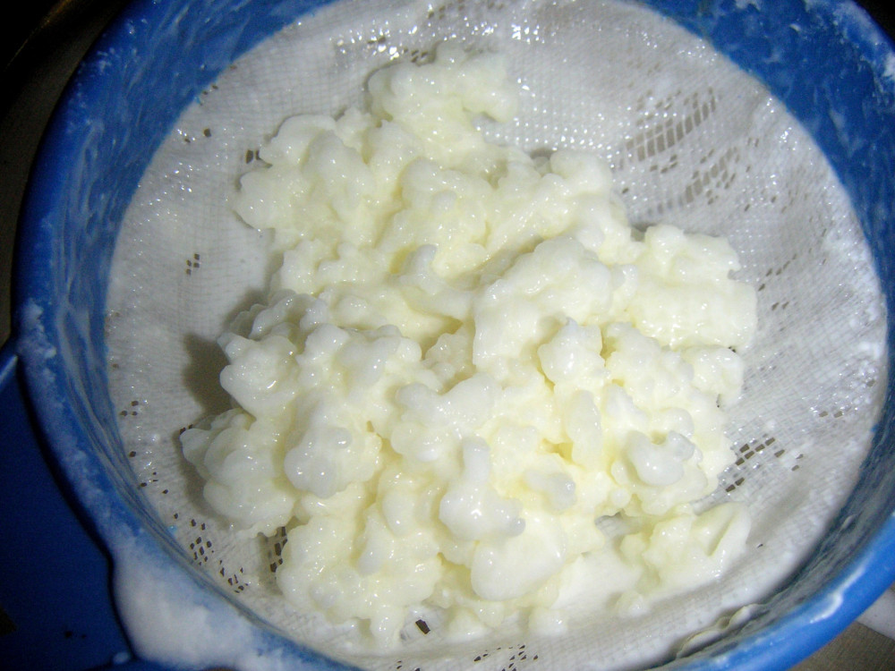 Kefir grains for probiotic