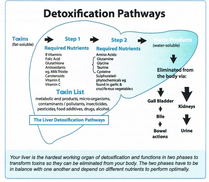 Liver detox pathways