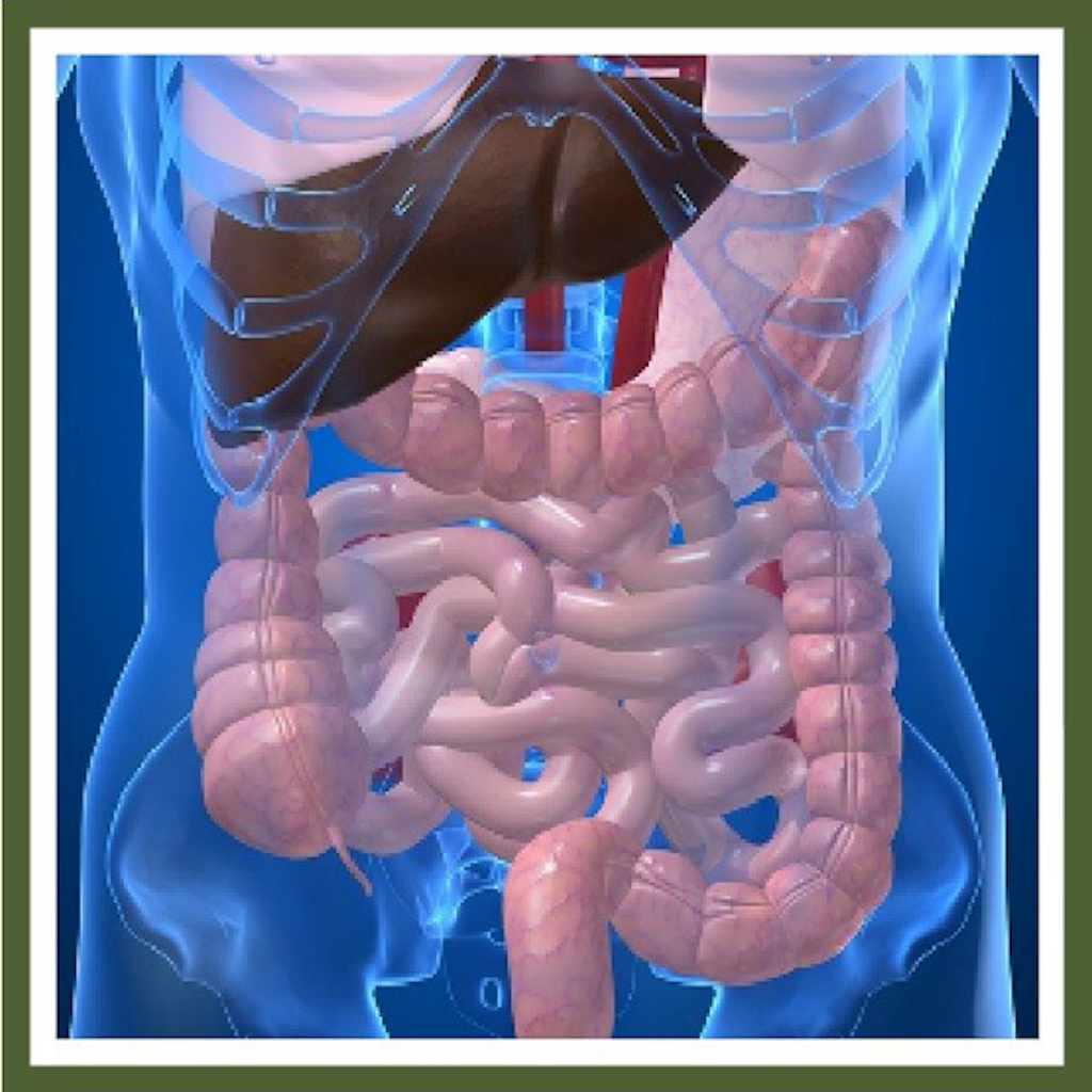 liver colon