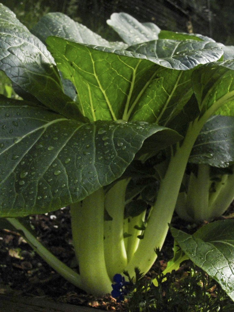 Bok Choy recipe