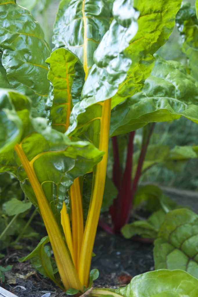 rainbow chard