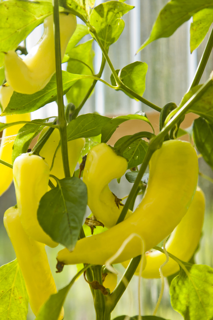 greenhouse wax peppers