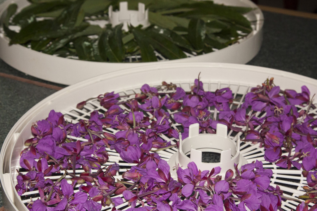 fireweed on dehydrator