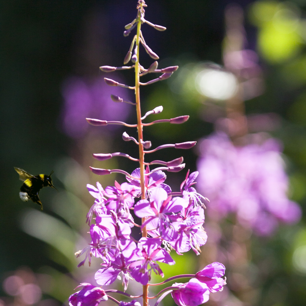 beautiful fireweed photo