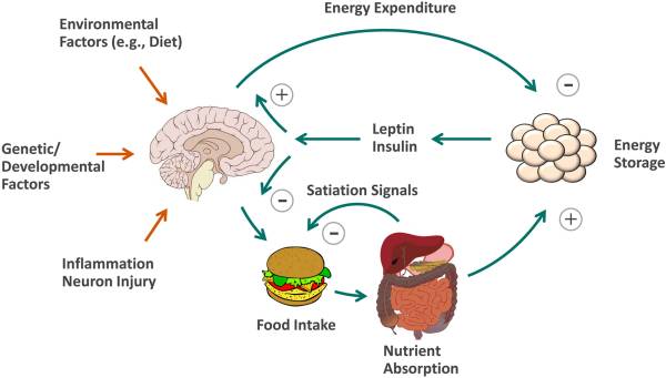 weight control