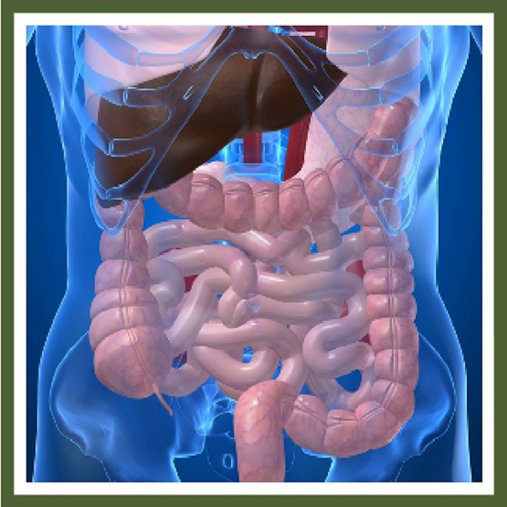 Патологии органов брюшной полости. Органы человека кишечник. Здоровый толстый кишечник. Внутренние органы человека кишечник.