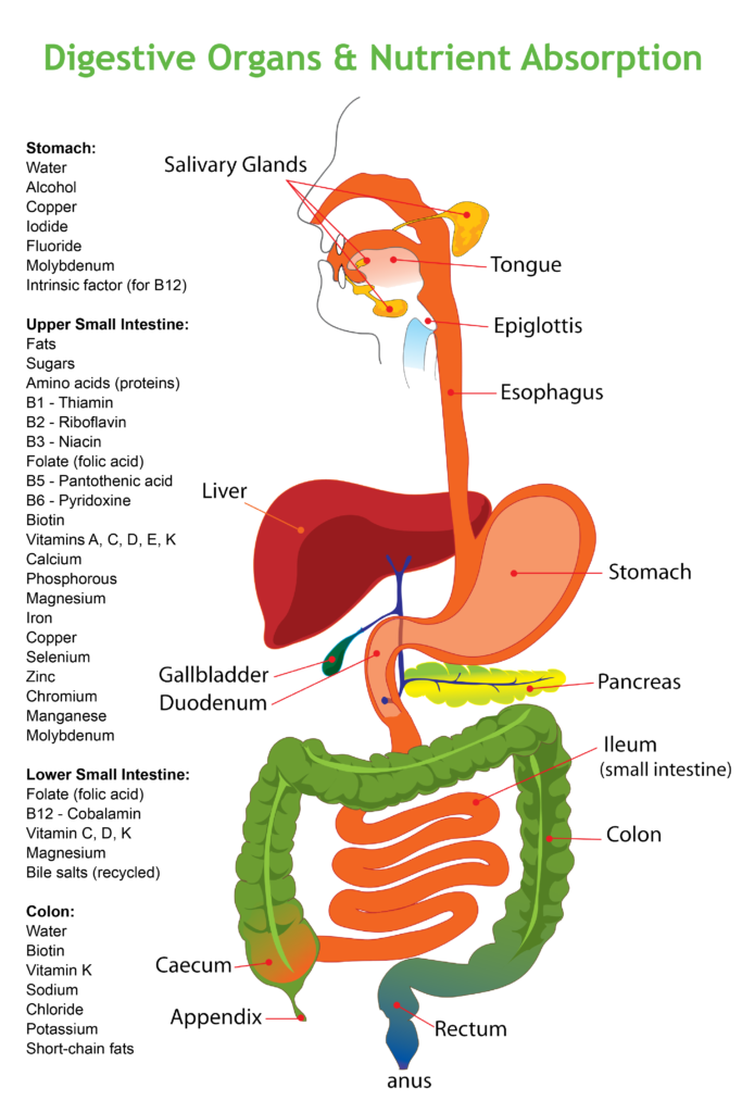 Diagram of entire digestive tract including nutrients absorbed in each section