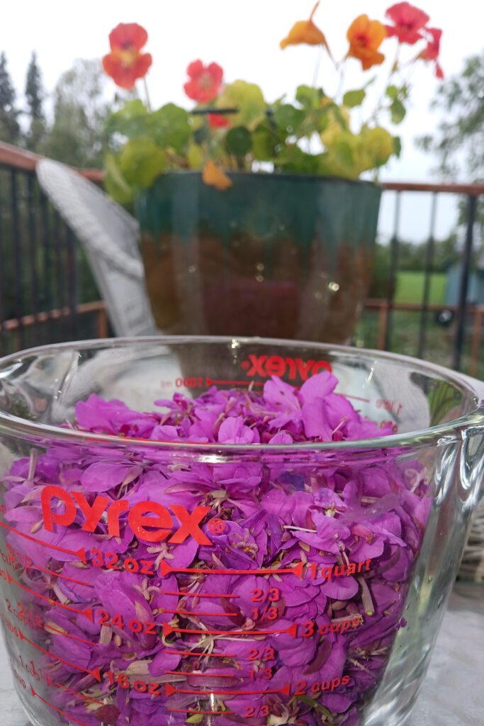 Fireweed flowers picked for jelly