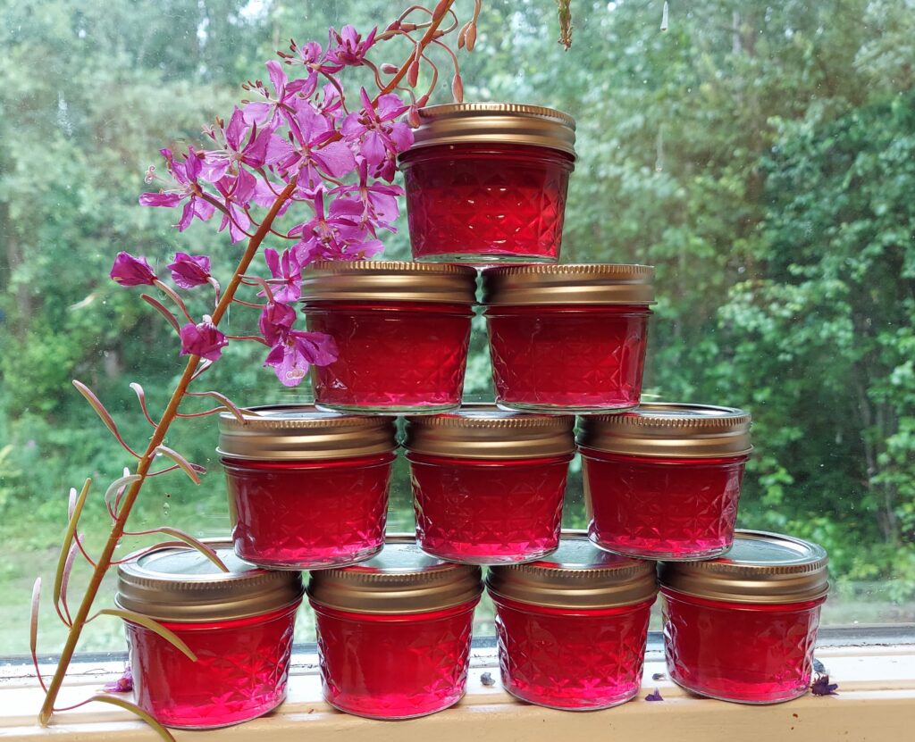 Several half pints of fireweed jelly and fireweed.